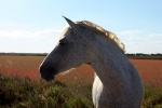 Camargue