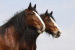 Clydesdale_shir
