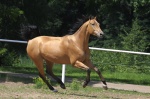 Equus_kinsky