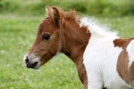 Hribe_pony